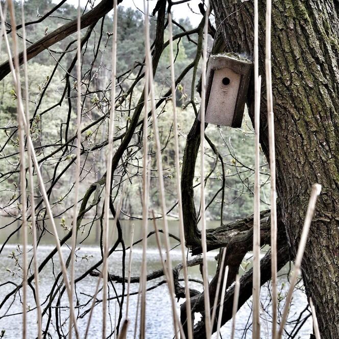 Treppelsee Nistkasten