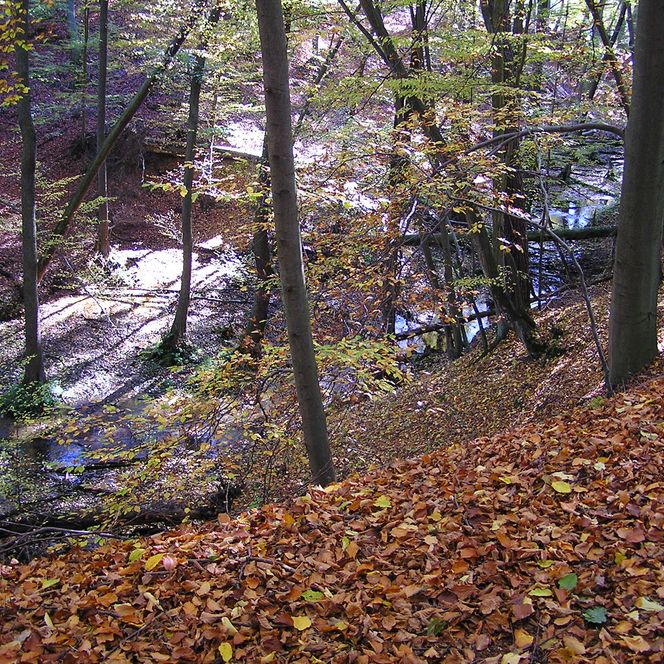 Blick in eine kleine Schlucht auf den Fluss Schlaube