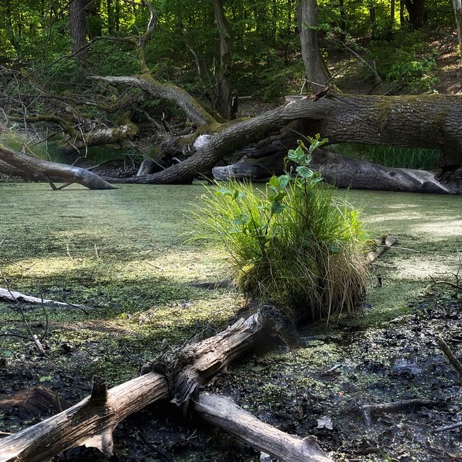sumpfiger Abschnitt im Schlaubetal