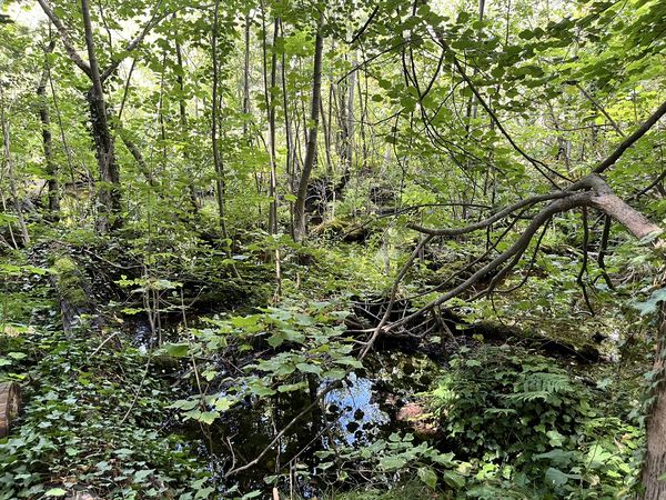 Wasserlauf im Wald nahe dem Kalksee