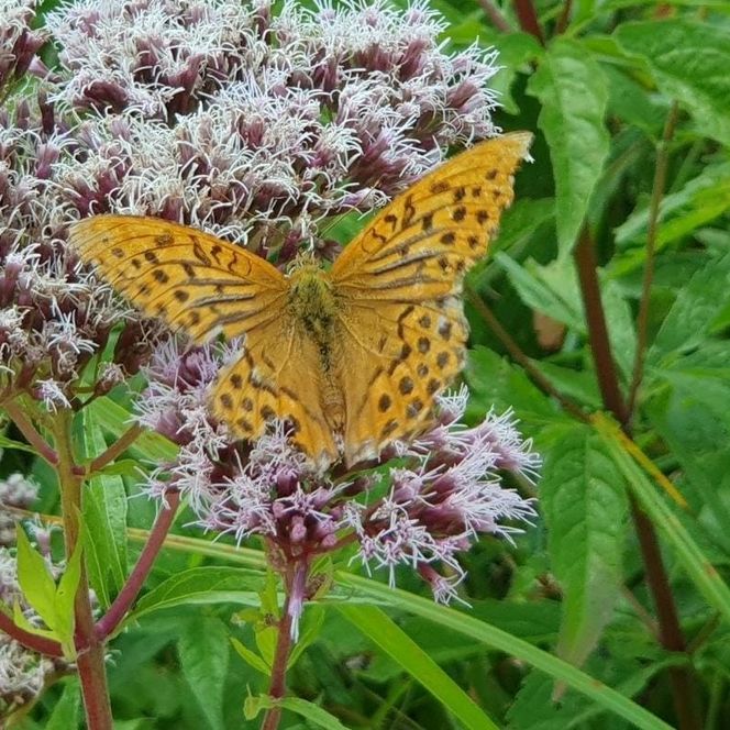 Schellente in der Schlaube im Sommer im Schlaubetal