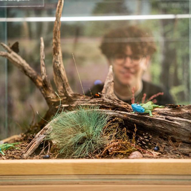 Naturparkhaus Müllrose Terrarium in der Ausstellung