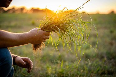Ein Mann auf einer Weide hält Gras in der Hand während des Sonnenunterganges. 
