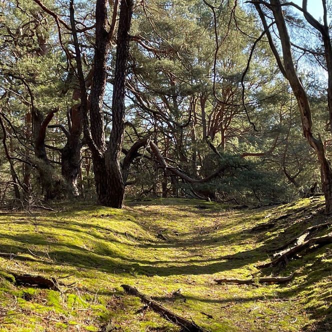 Mahlheide Schlaubetal