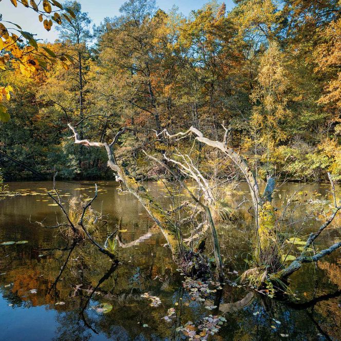 Wurzel im Wasser Schlaubetal Sommer