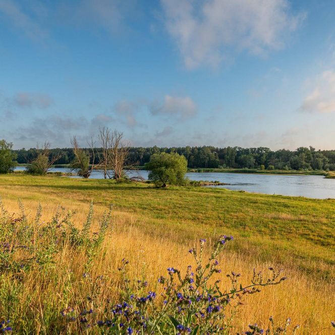 Ausblick auf die Oder von den Oderwiesen