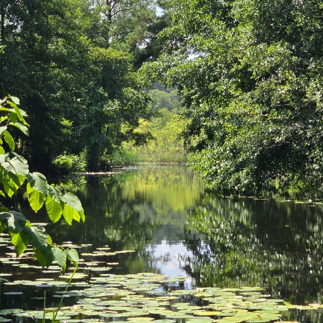 Glubig-Melang-Fließ Wasser Sommer