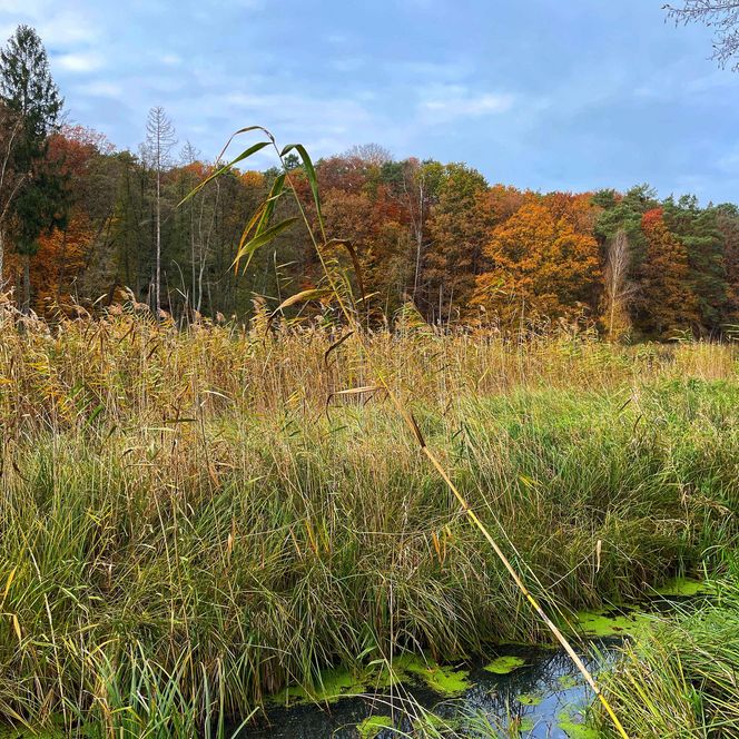 herbstliche Landschaft an der Kieselwitz Mühle