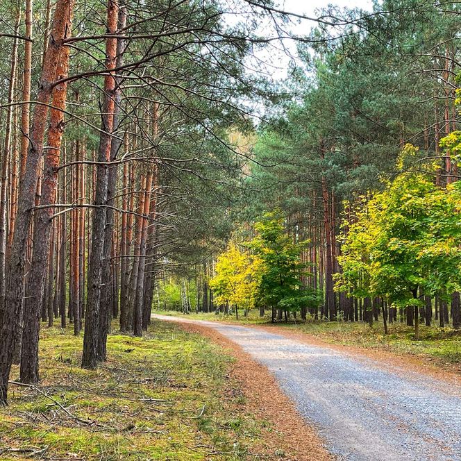 Strecke nach Rautenkranz Mönchstour durch den Wald