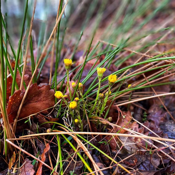 Huflattich Schlaubetal