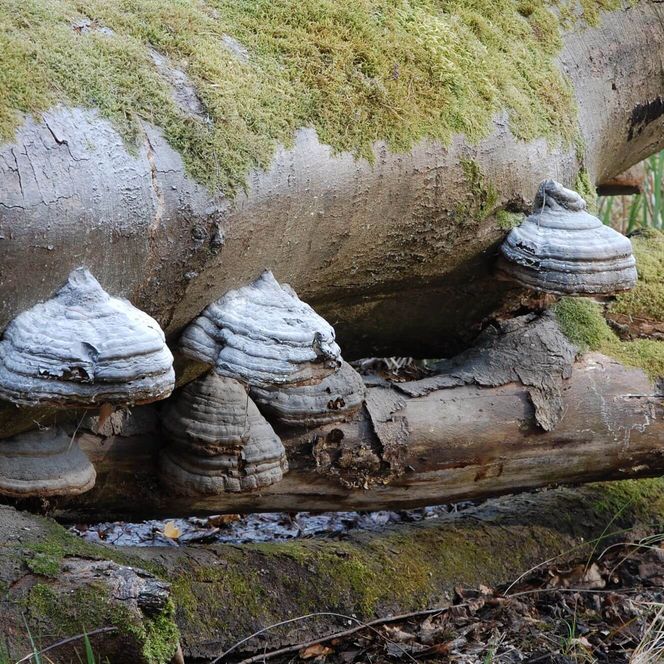 Detailaufnahme: Pilzbewachsener Baumstamm im Moor des Schlaubetals