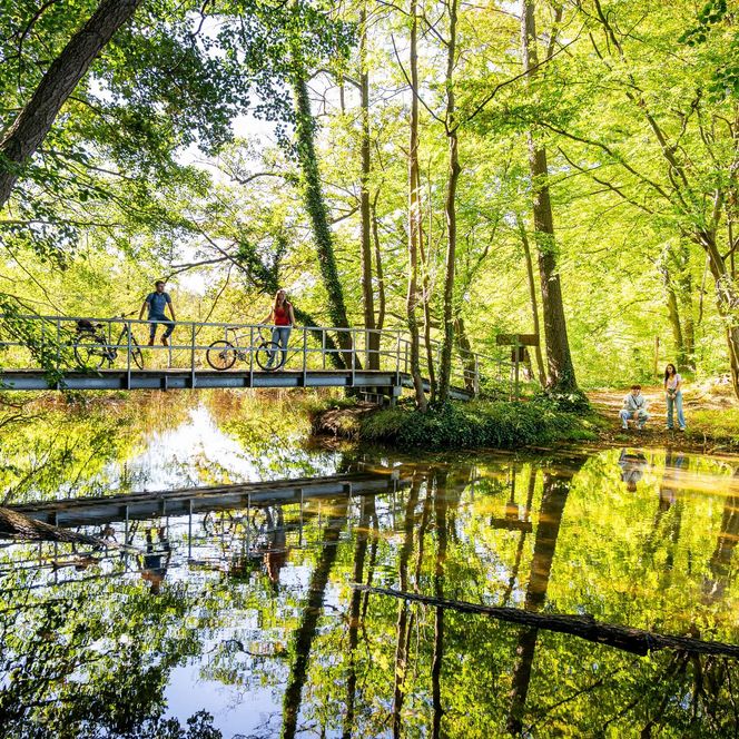 Radfahrer stehen auf einer Brücke über ein Fließ im Wald
