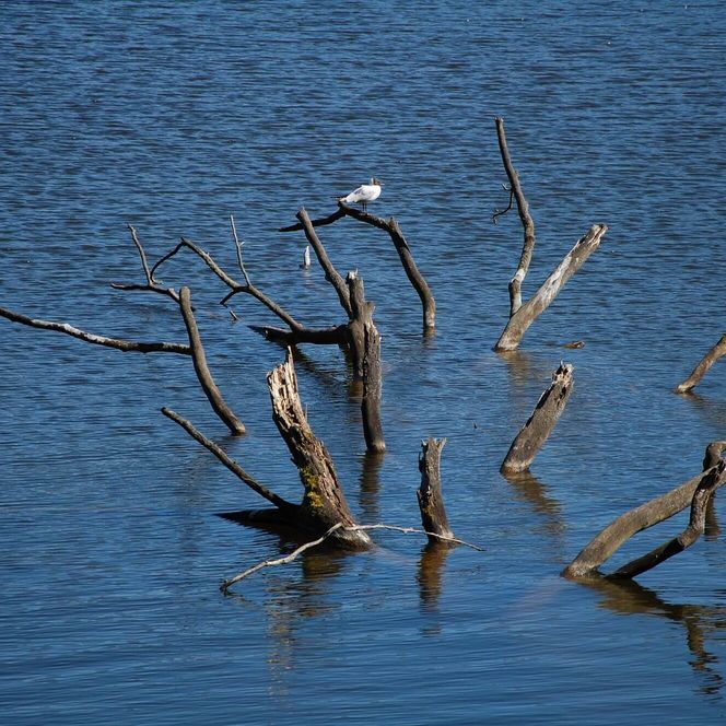 Schlaubetal Wasser Totholz mit Wasservögeln auf dem Treppelsee