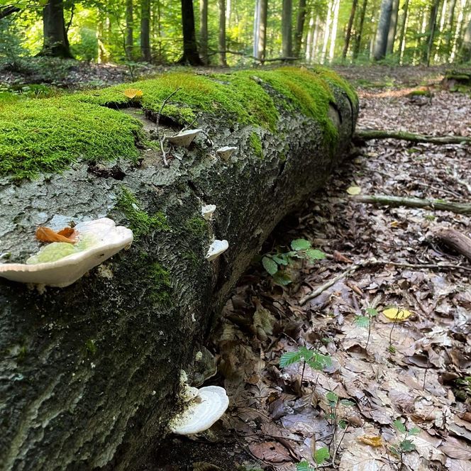 moosbewachsener Baumstamm 