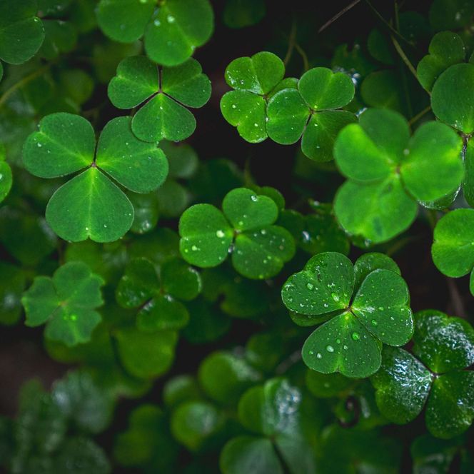 Herbst Klee im Schlaubetal Nahaufnahme