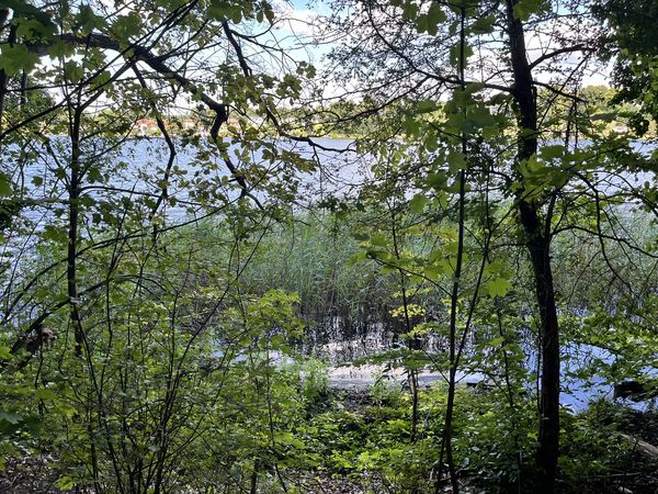 Blick auf den Kalksee durch Geäst 