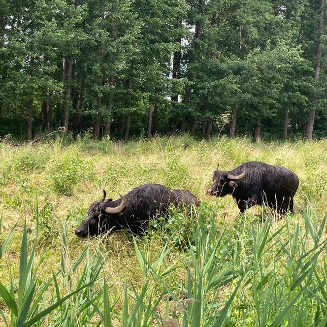 Burgbüffelwiese in Storkow mit 2 Büffeln im Sommer