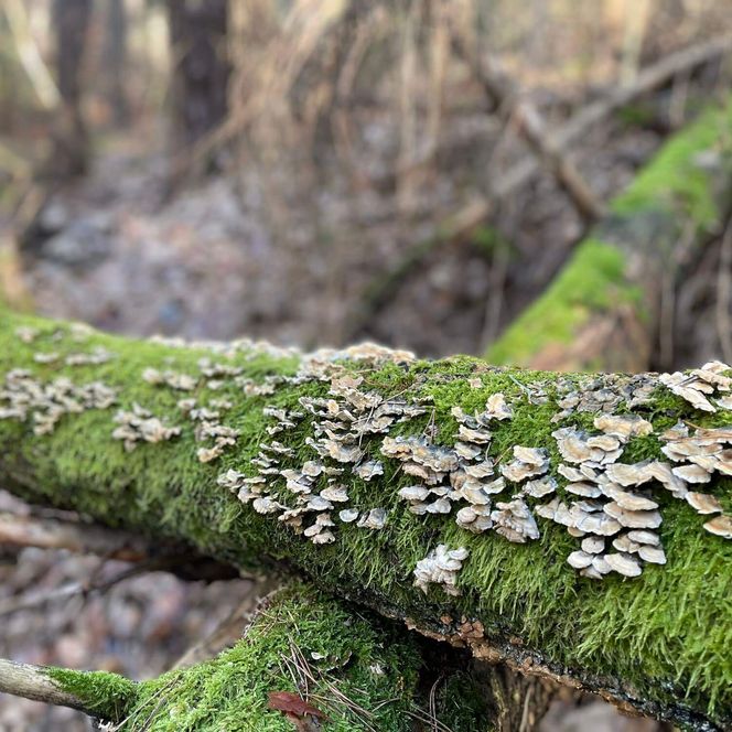 moosiger Baumstamm mit Pilzen bewachsen