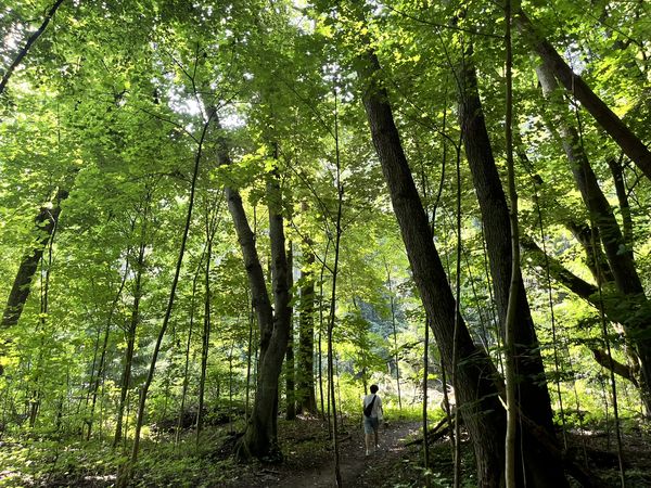Mann läuft durch den grünen Wald