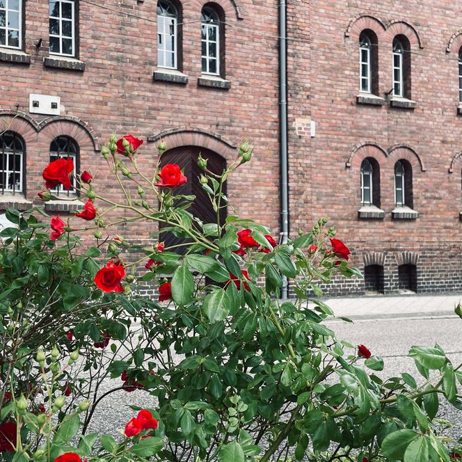 Müllroser Mühle außen Sommer mit Blumen