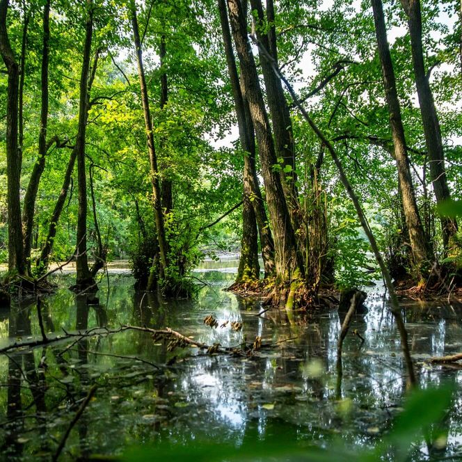 Wirchensee am Stubbenloch im Wald im Schlaubetal