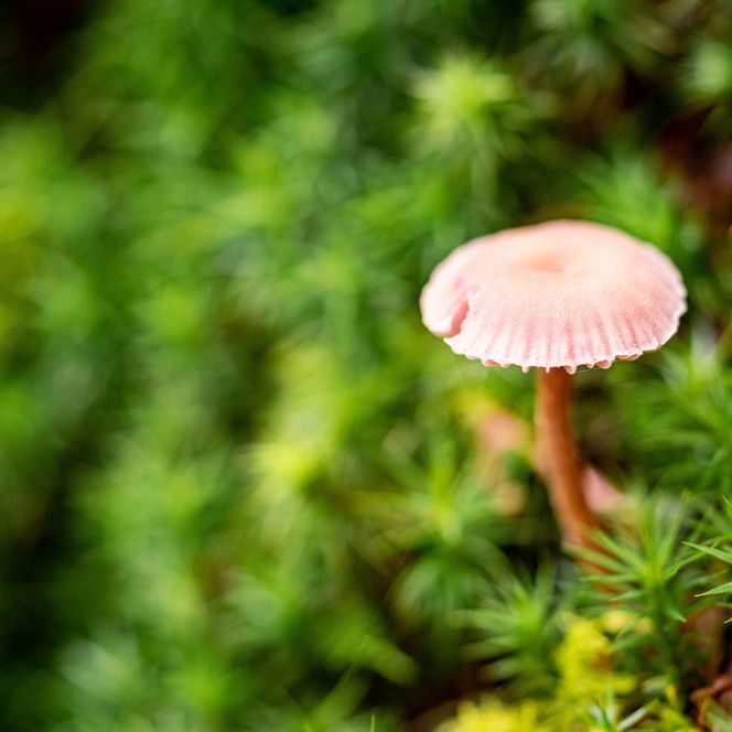 Pilz Schlaubetal Moos