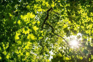 Sonnenlicht fällt durch Baumkrone