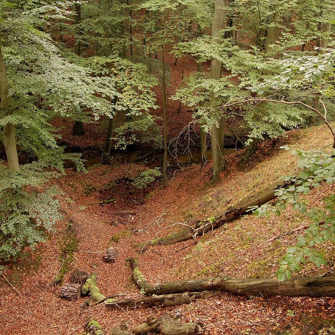 Naturpark Schlaubetal, Wald, der Boden bedeckt von bräunlichem Laub