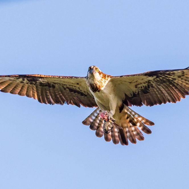 Fischadler Himmel Sommer