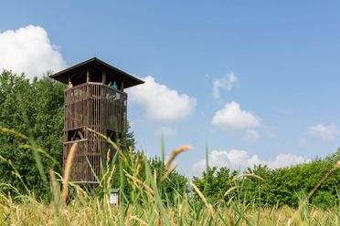 Blick aus der Froschperspektive auf einen hölzernen Aussichtsturm