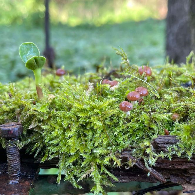 Moos Pilze Altholz Schlaubetal