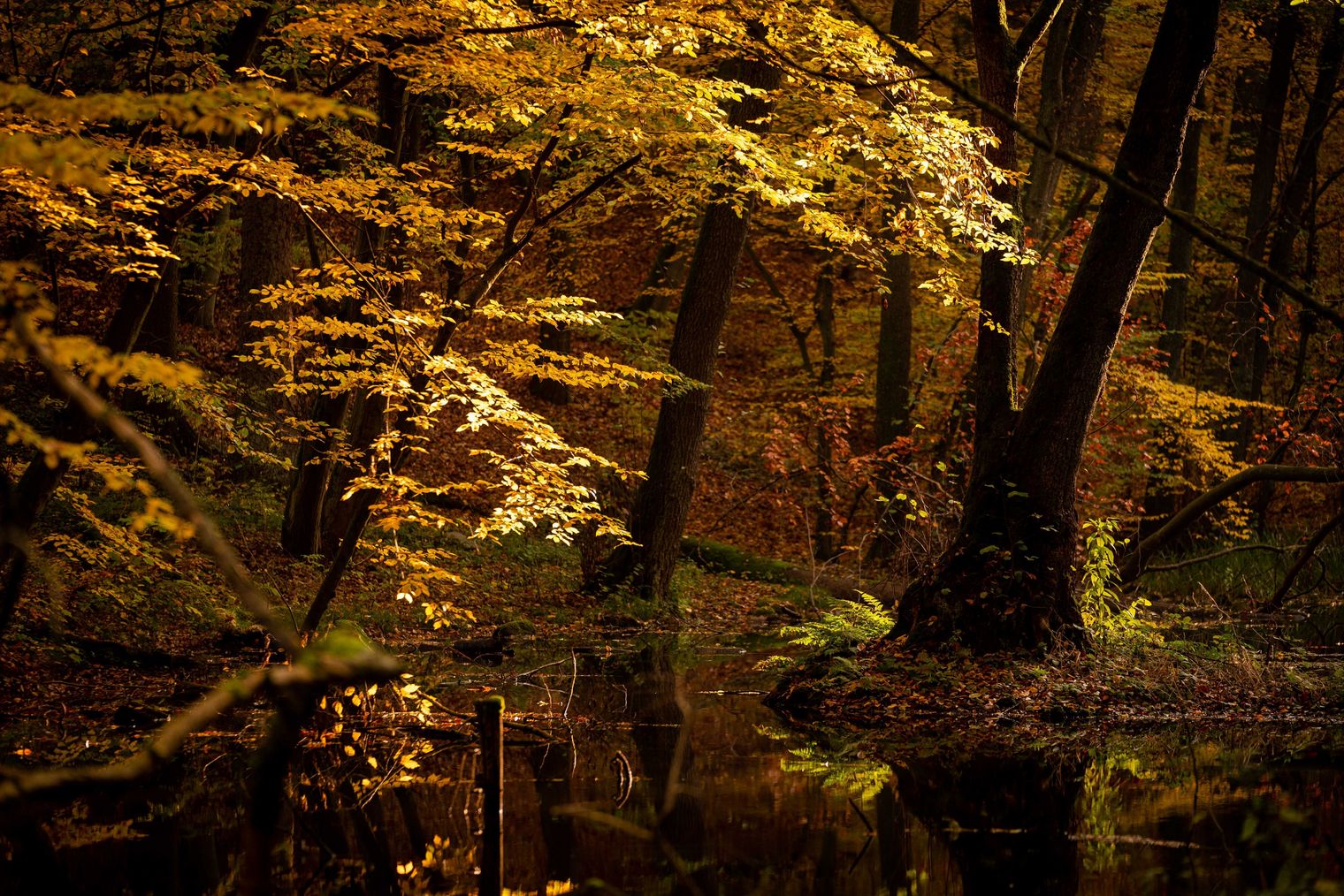 Schlaubetal Wanderweg zwischen Licht und Dunkel