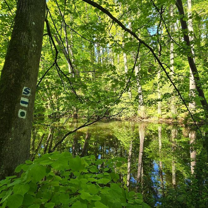 blaues S Schlaube Kupferhammer