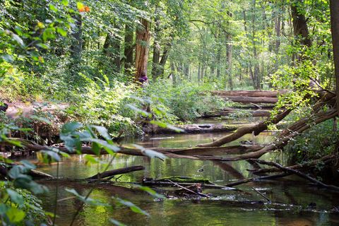 Fluss Stobber fließt durch den Naturpark märkische Schweiz