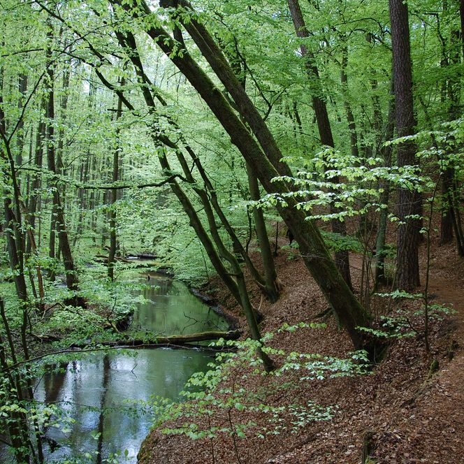 Fluss Schlaube fließt durch den grünen Wald