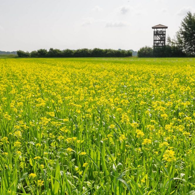 Sielmann-Beobachtungsturm von Weitem Selchow Sommer Blumenwiese