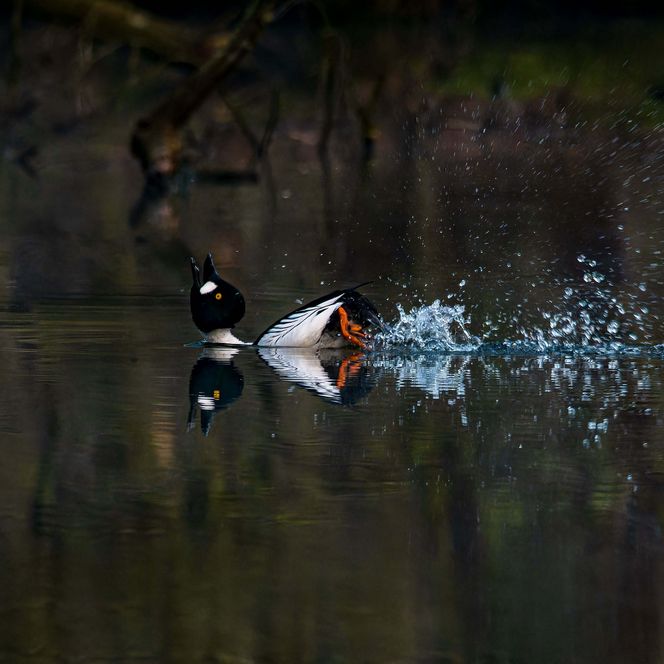 Schellente in der Schlaube im Sommer im Schlaubetal taucht