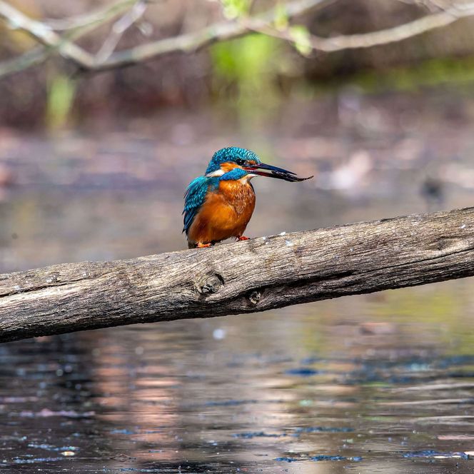 ein Eisvogel sitzt auf einem Baumstamm im Wasser des Muellroser Sees