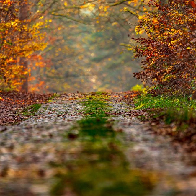 Waldweg Schlaubetal Herbst zum Aussichtspunkt Himmel und Hoelle