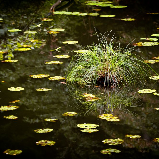 Wassergras Schlaubetal Sommer
