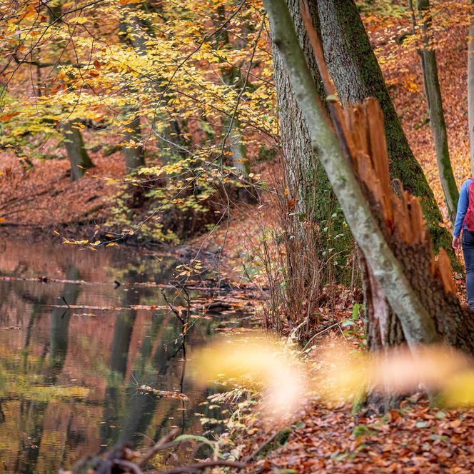 Wanderin wandert entlang der Schlaube in herbstlicher Wald-Landschaft