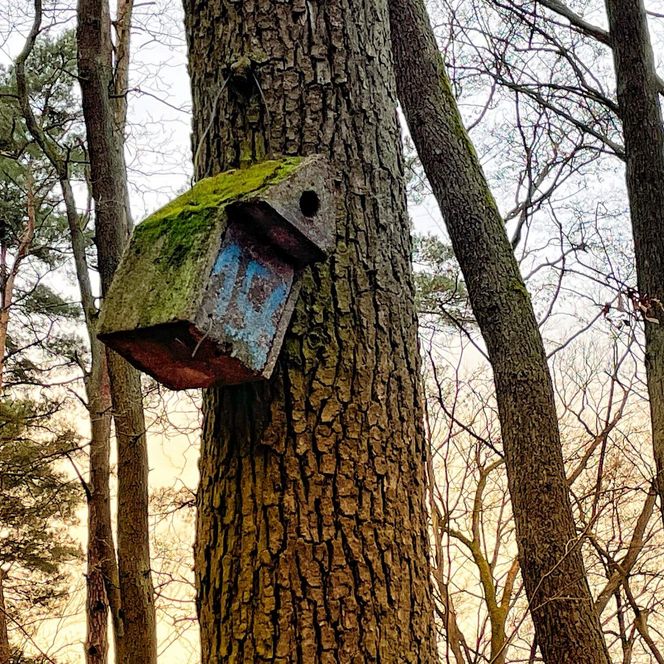 Nistkasten Hammersee Schlaubetal