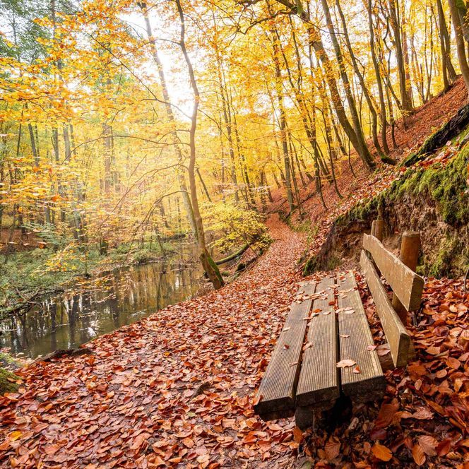 hölzerne Pausenbank im herbstlichen Wald