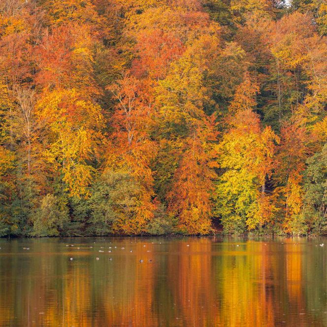 Treppelsee Herbst Spiegelung Schlaubetal
