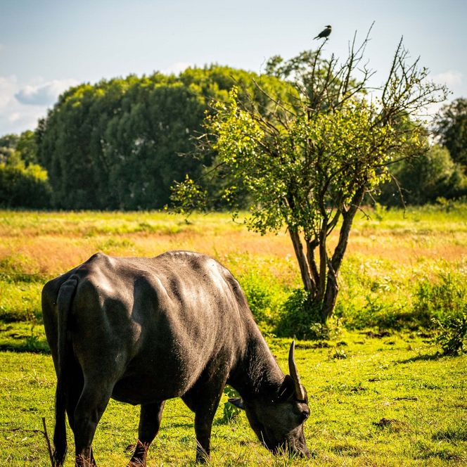 Burgbüffelwiese in Storkow mit Büffel im Sommer