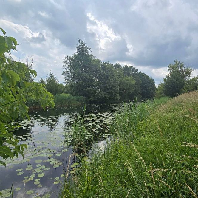Blick vom Ufer auf Friedrich Wilhelm Kanal Brieskow Sommer bewölkt
