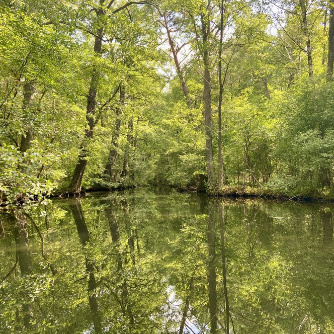 natur-reiches, grün bewachsenes Fließ zwischen Glubigseenkette und Springsee