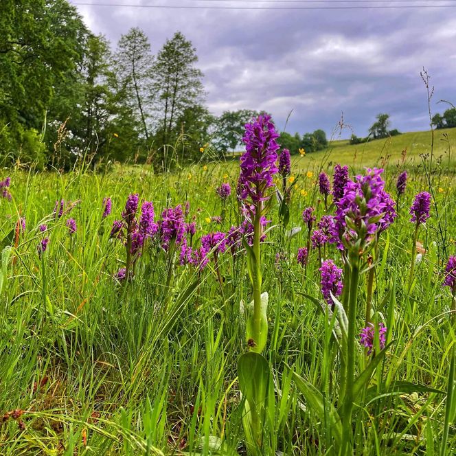 Orchideen im Dorchetal Wiese Sommer