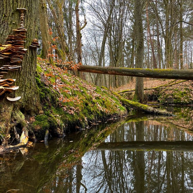 Bach fließt durch die waldreiche Landschaft des Schlaube-Canyons