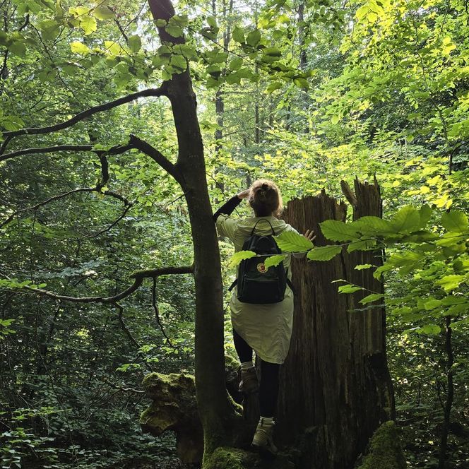 satt-grüner Wald im Sumpfgebiet des Schlaubetals